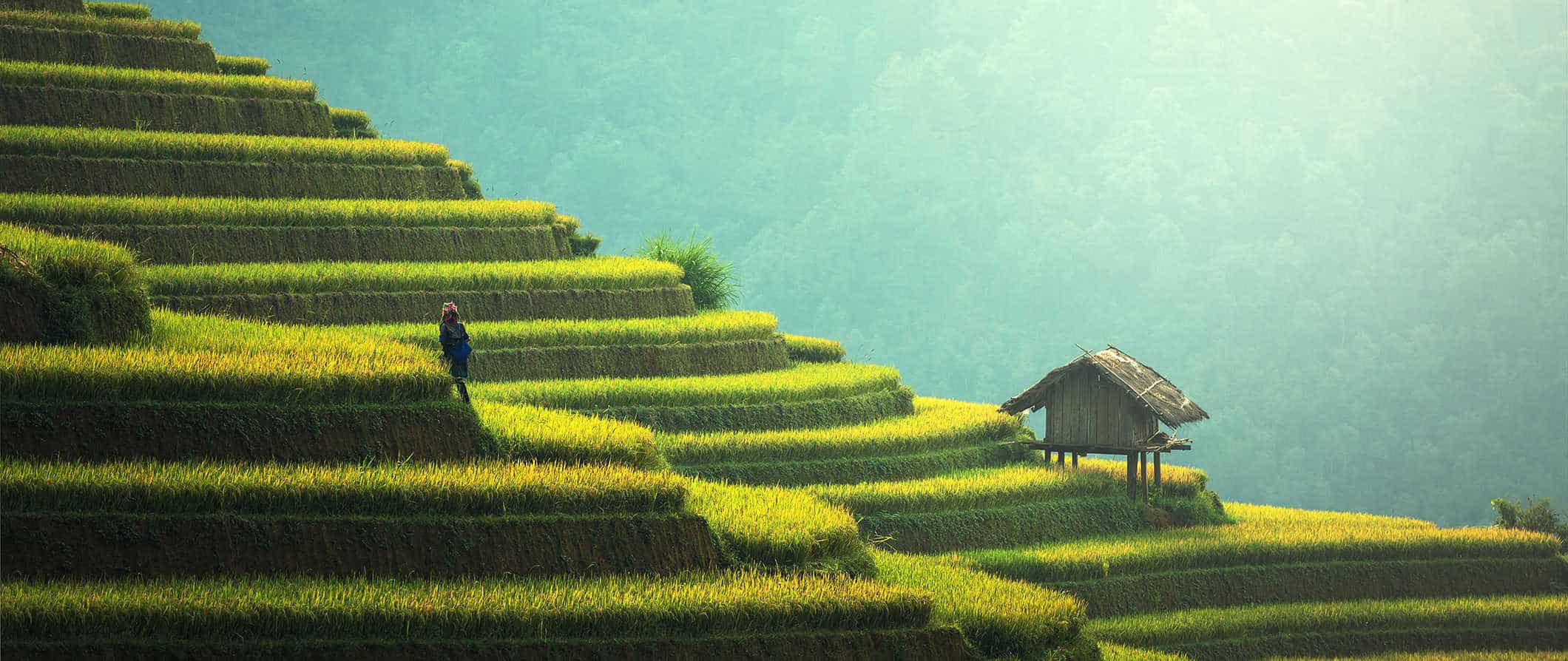 A lone person standing on lush, green rice terraces in Southeast Asia on a bright sunny day